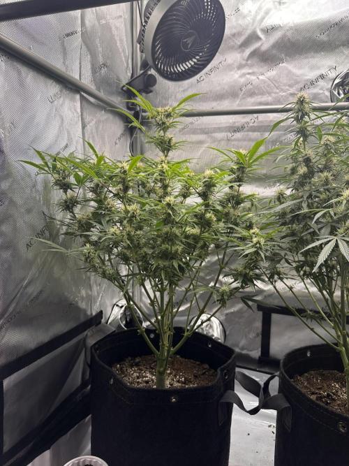 Bruce Banner #3 Auto. Week 8