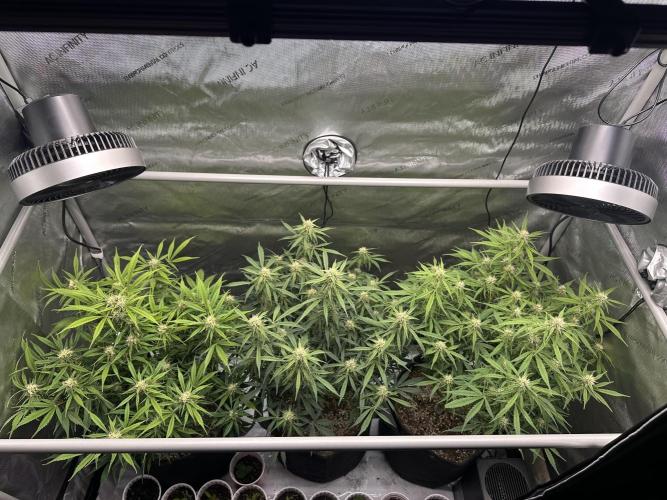 Bruce Banner #3 Auto. Week 8