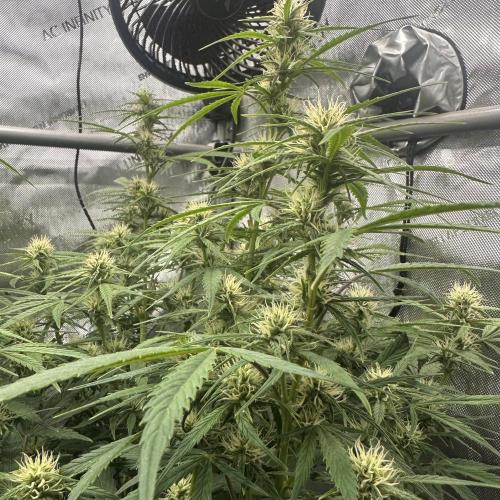 Bruce Banner #3 Auto. Week 8