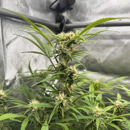 Bruce Banner #3 Auto. Week 8