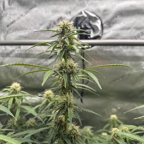 Bruce Banner #3 Auto. Week 8