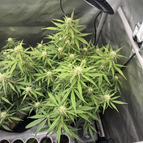 Bruce Banner #3 Auto. Week 8