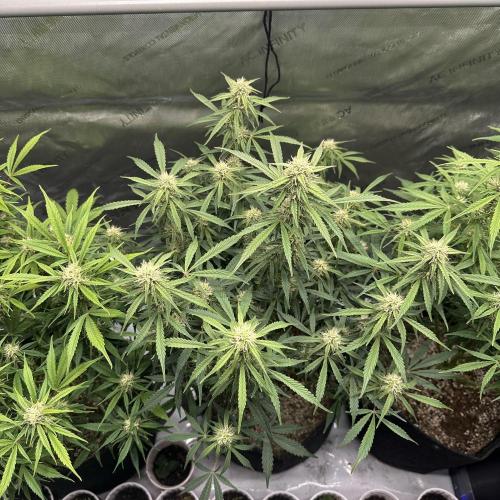 Bruce Banner #3 Auto. Week 8