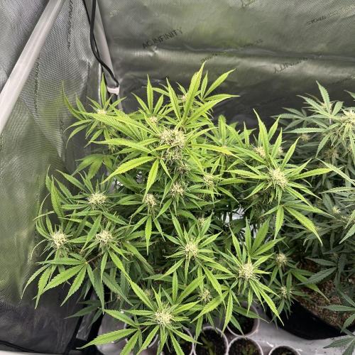 Bruce Banner #3 Auto. Week 8