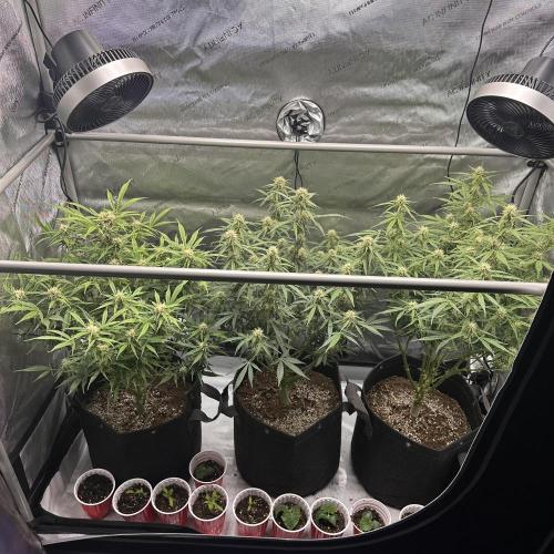 Bruce Banner #3 Auto. Week 8