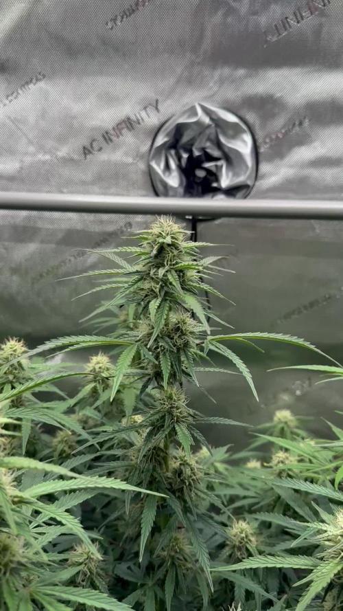 Bruce Banner #3 Auto