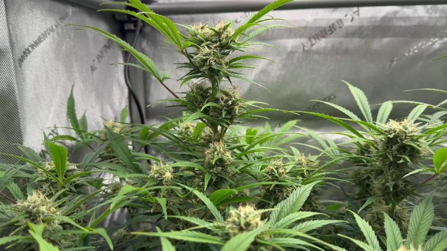 Bruce Banner #3 Auto