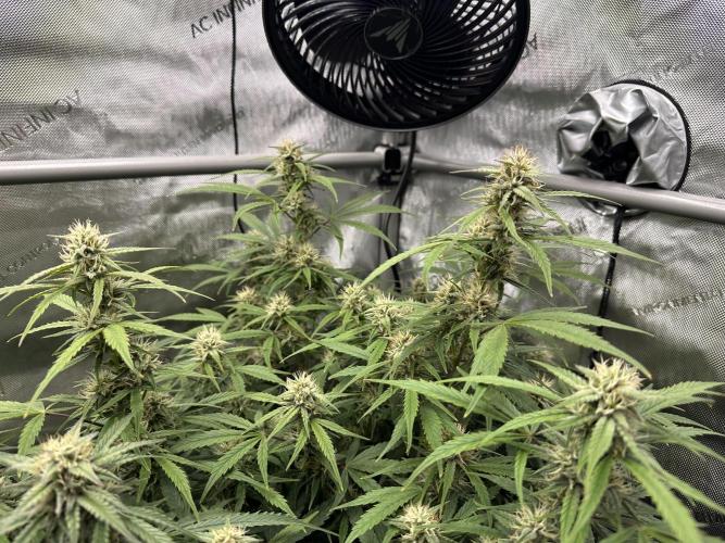 Bruce Banner #3 Auto. Week 9