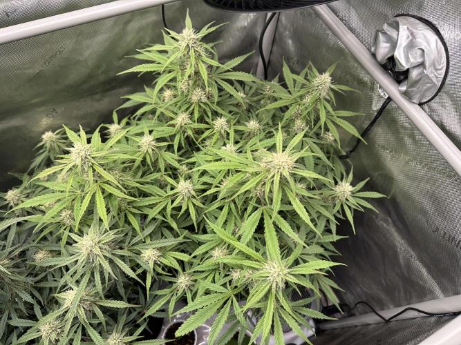 Bruce Banner #3 Auto. Week 9
