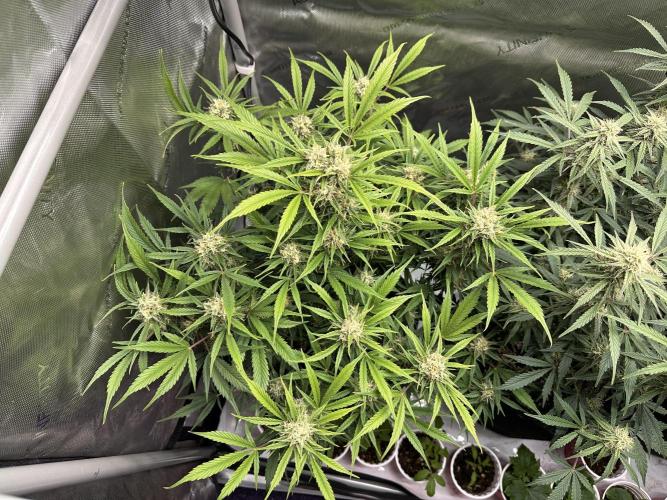 Bruce Banner #3 Auto. Week 9