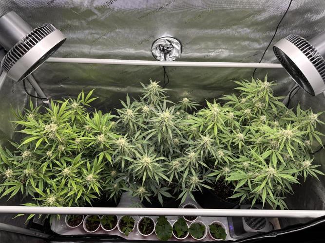 Bruce Banner #3 Auto. Week 9