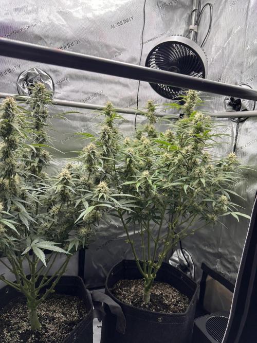 Bruce Banner #3 Auto. Week 9