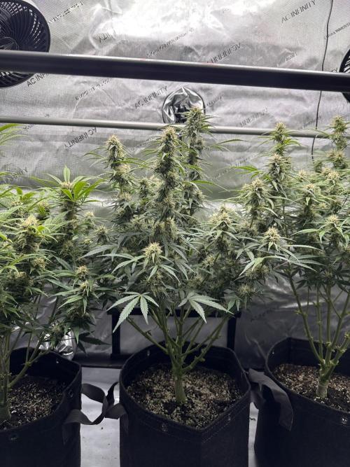 Bruce Banner #3 Auto. Week 9