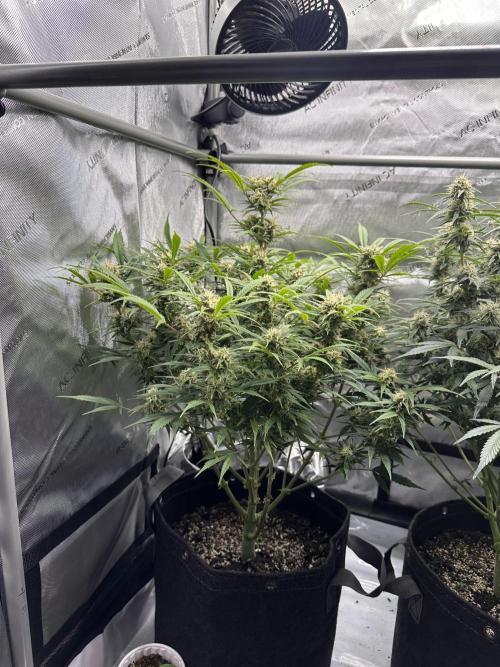 Bruce Banner #3 Auto. Week 9