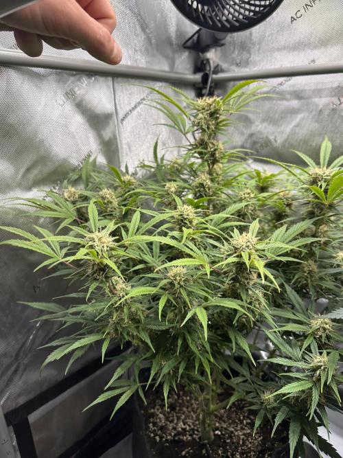 Bruce Banner #3 Auto. Week 9