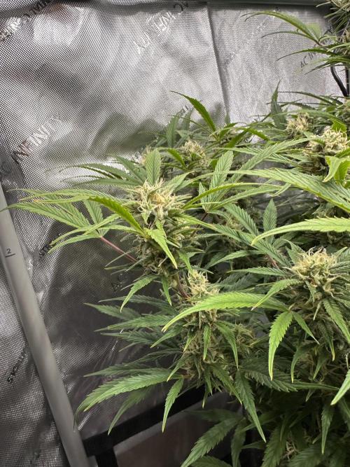 Bruce Banner #3 Auto. Week 9