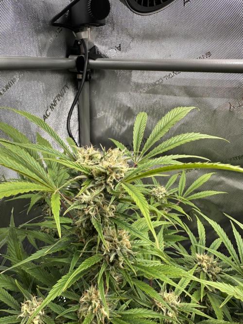 Bruce Banner #3 Auto. Week 9