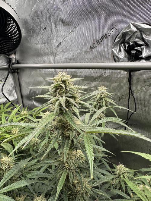 Bruce Banner #3 Auto. Week 9