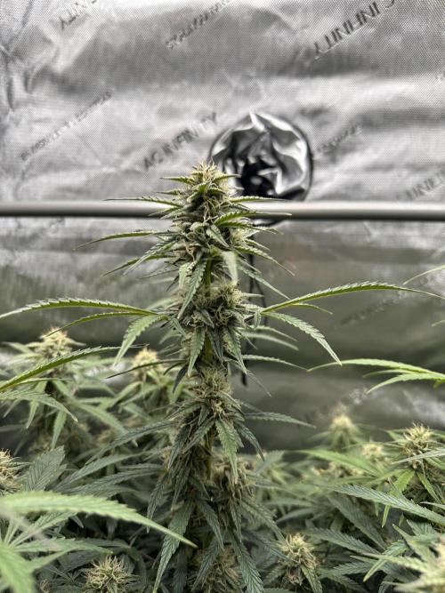 Bruce Banner #3 Auto. Week 9