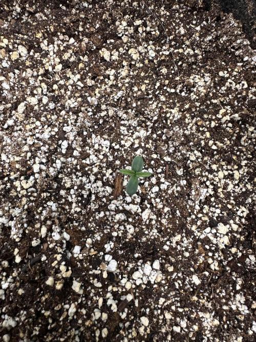 Strawberry Gorilla Auto. Week 0