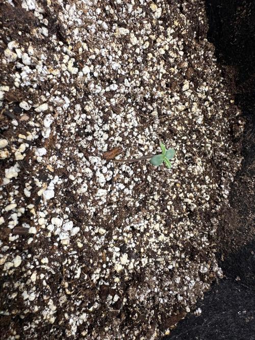 Strawberry Gorilla Auto. Week 0