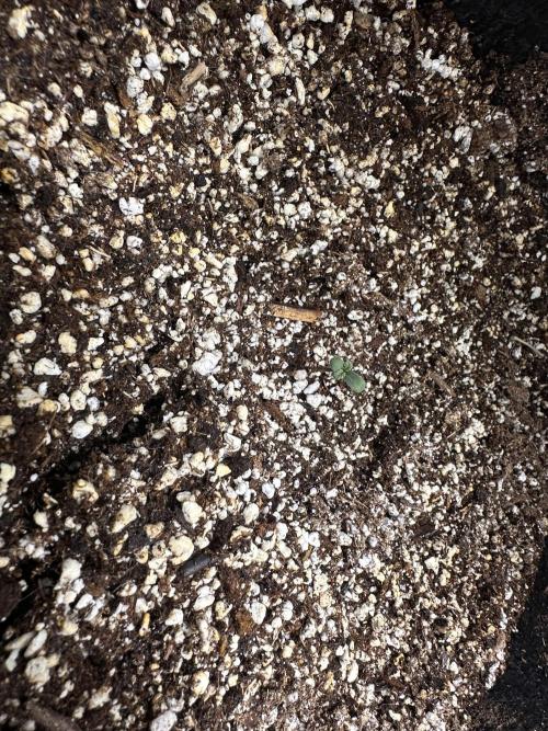 Strawberry Gorilla Auto. Week 0