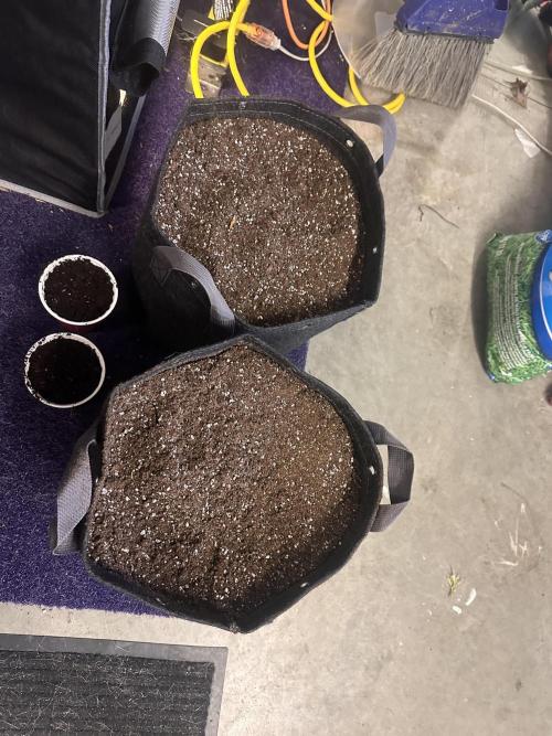 Strawberry Gorilla Auto. Week 0