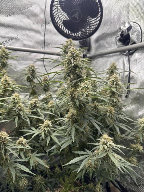 Bruce Banner #3 Auto. Week 10