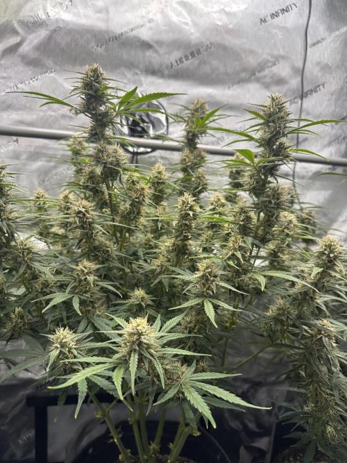 Bruce Banner #3 Auto. Week 10