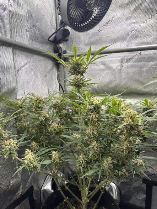 Bruce Banner #3 Auto. Week 10
