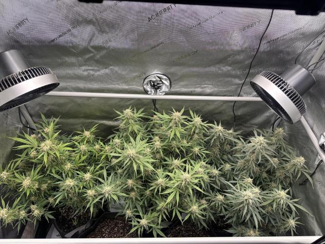 Bruce Banner #3 Auto. Week 10