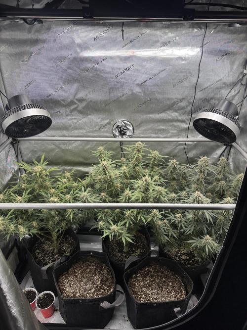 Bruce Banner #3 Auto. Week 10