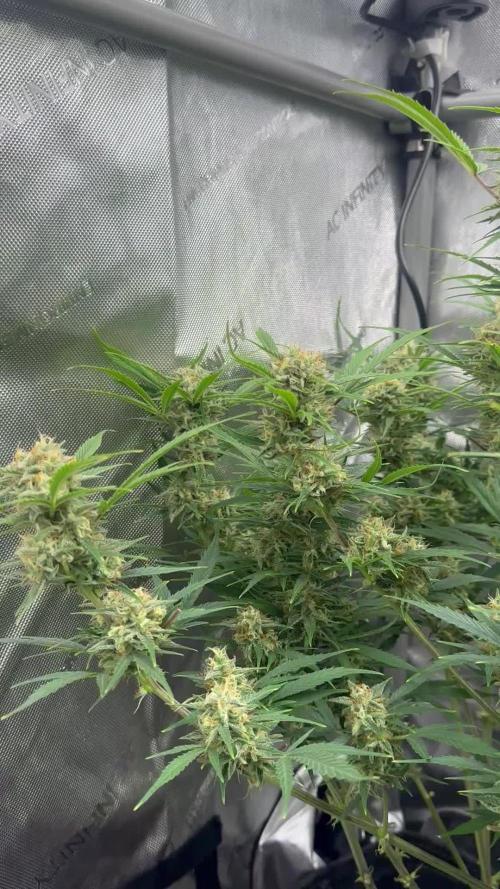 Bruce Banner #3 Auto