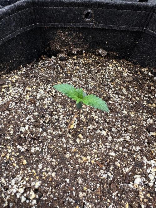Strawberry Gorilla Auto. Week 1