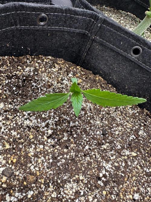 Strawberry Gorilla Auto. Week 1