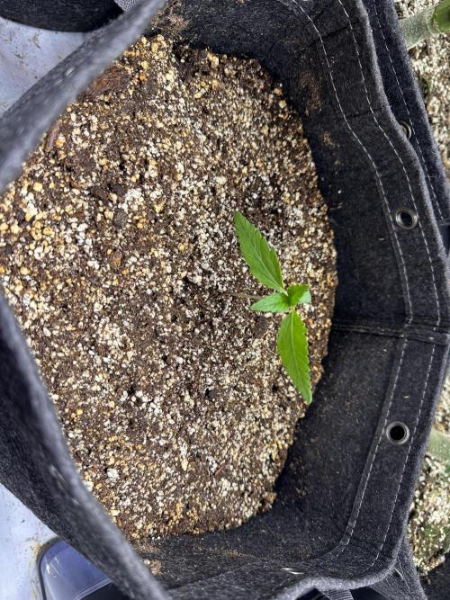 Strawberry Gorilla Auto. Week 1