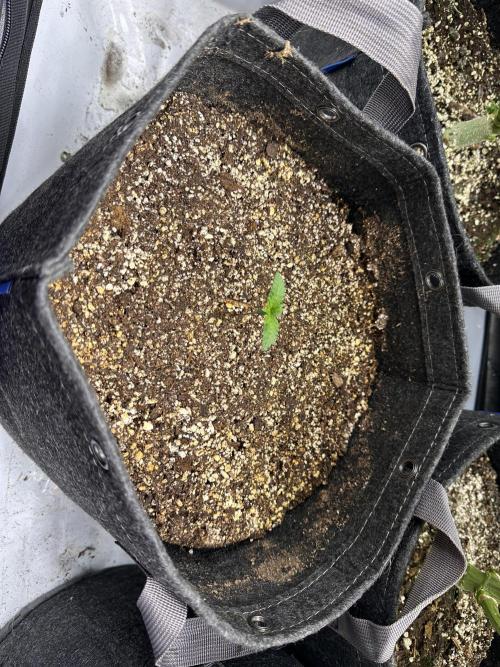 Strawberry Gorilla Auto. Week 1