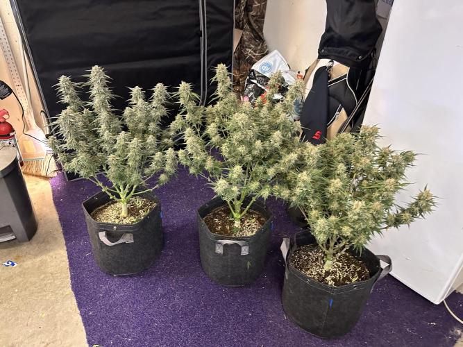 Bruce Banner #3 Auto. Week 11