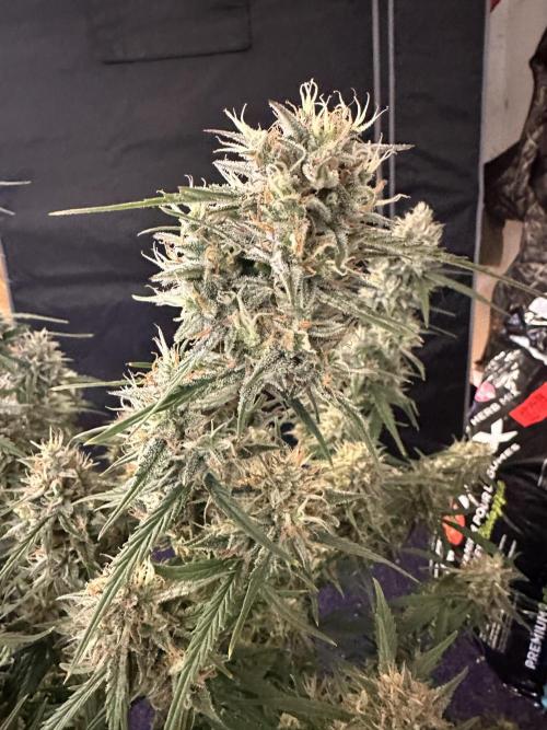 Bruce Banner #3 Auto. Week 11