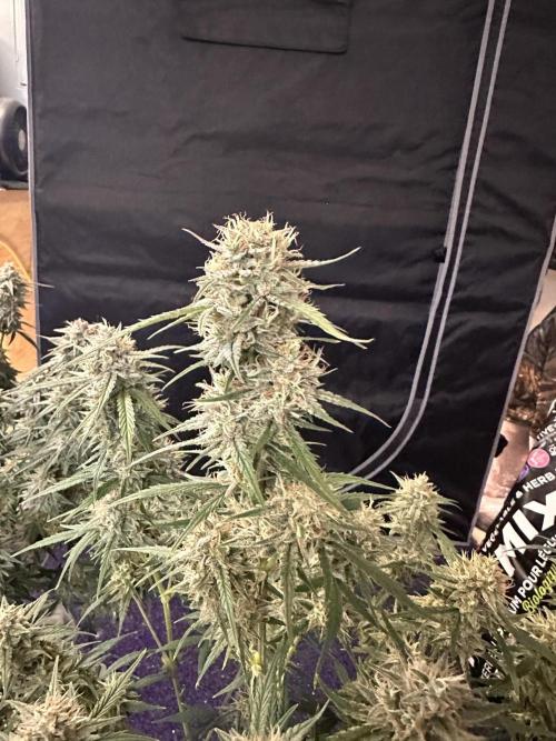 Bruce Banner #3 Auto. Week 11