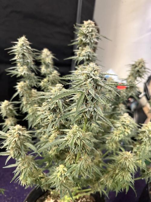 Bruce Banner #3 Auto. Week 11