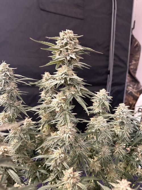 Bruce Banner #3 Auto. Week 11