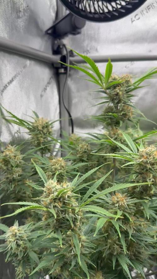Bruce Banner Auto