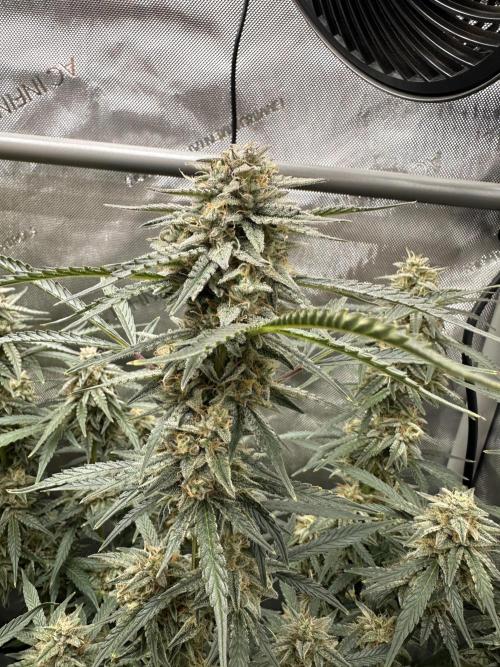 Bruce Banner #3 Auto. Week 11
