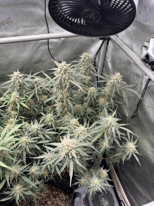 Bruce Banner #3 Auto. Week 11