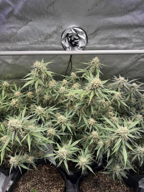 Bruce Banner #3 Auto. Week 11