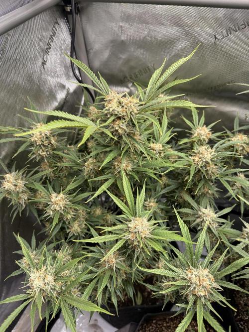 Bruce Banner #3 Auto. Week 11