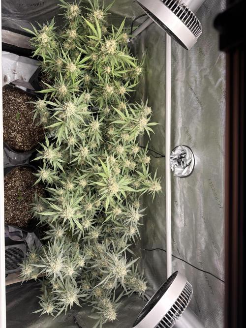 Bruce Banner #3 Auto. Week 11