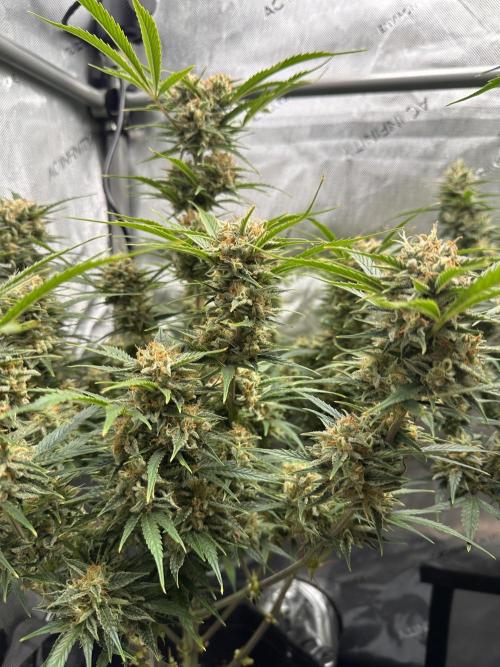 Bruce Banner #3 Auto. Week 11