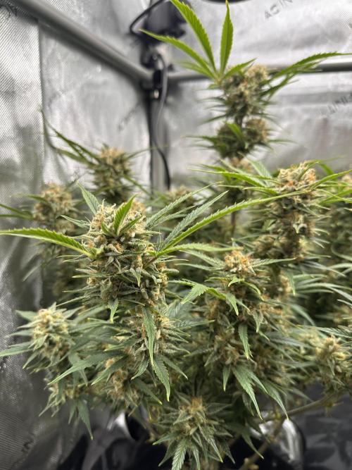 Bruce Banner #3 Auto. Week 11
